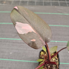 Load image into Gallery viewer, #71 Philodendron Pink Princess