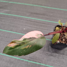 Load image into Gallery viewer, #71 Philodendron Pink Princess