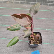 Load image into Gallery viewer, #705 Philodendron Pink Princess