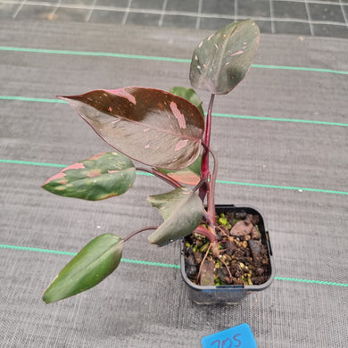 #705 Philodendron Pink Princess