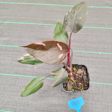 Load image into Gallery viewer, #705 Philodendron Pink Princess