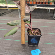 Load image into Gallery viewer, #705 Philodendron Pink Princess