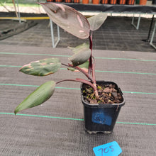 Load image into Gallery viewer, #705 Philodendron Pink Princess