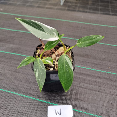 #W Philodendron White Princess - 2 x heads