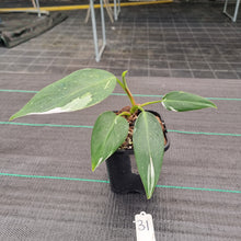 Load image into Gallery viewer, #31 Philodendron White Princess