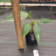 Load image into Gallery viewer, #31 Philodendron White Princess