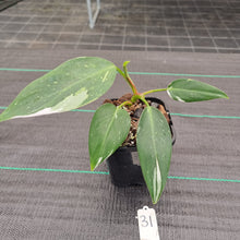 Load image into Gallery viewer, #31 Philodendron White Princess