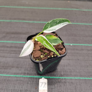 #77 Philodendron White Princess
