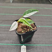 Load image into Gallery viewer, #77 Philodendron White Princess
