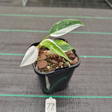 #77 Philodendron White Princess