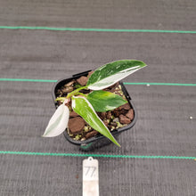 Load image into Gallery viewer, #77 Philodendron White Princess