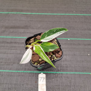 #77 Philodendron White Princess
