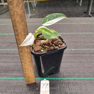 #77 Philodendron White Princess