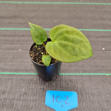 #102 A. Black Sensation x (most likely Luxurians x Crystallinum)