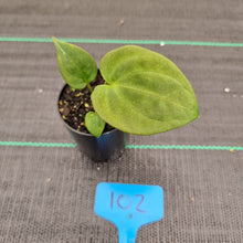 Load image into Gallery viewer, #102 A. Black Sensation x (most likely Luxurians x Crystallinum)