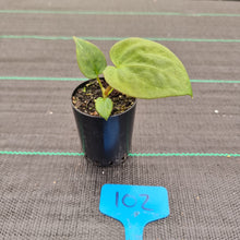 Load image into Gallery viewer, #102 A. Black Sensation x (most likely Luxurians x Crystallinum)