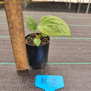 #102 A. Black Sensation x (most likely Luxurians x Crystallinum)