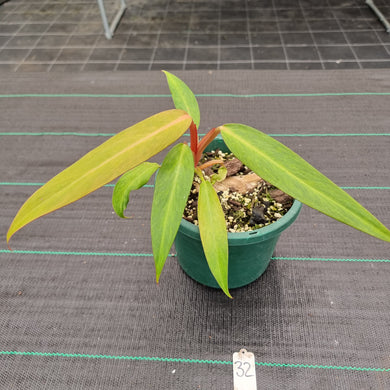 #32 Philodendron Autumn Queen - Rooted/Shot Cutting