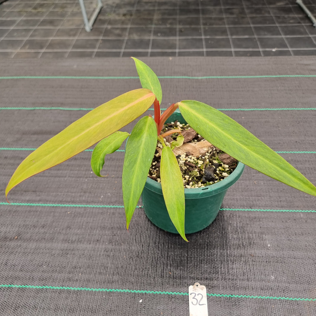 #32 Philodendron Autumn Queen - Rooted/Shot Cutting