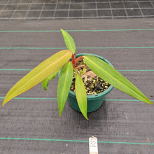Load image into Gallery viewer, #32 Philodendron Autumn Queen - Rooted/Shot Cutting