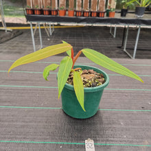 Load image into Gallery viewer, #32 Philodendron Autumn Queen - Rooted/Shot Cutting
