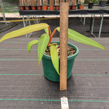 Load image into Gallery viewer, #32 Philodendron Autumn Queen - Rooted/Shot Cutting
