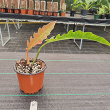 Load image into Gallery viewer, #16 Philodendron Ring of Fire - Extremely well rooted