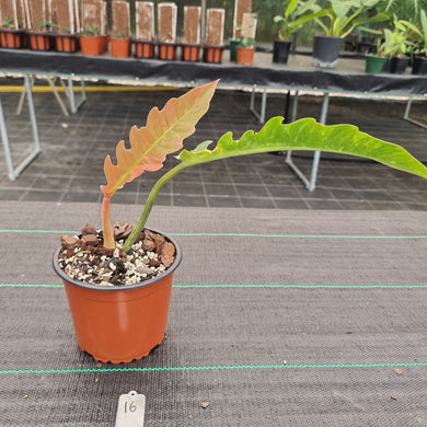 #16 Philodendron Ring of Fire - Extremely well rooted