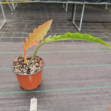 Load image into Gallery viewer, #16 Philodendron Ring of Fire - Extremely well rooted