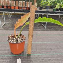 Load image into Gallery viewer, #16 Philodendron Ring of Fire - Extremely well rooted
