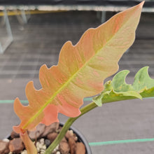 Load image into Gallery viewer, #16 Philodendron Ring of Fire - Extremely well rooted