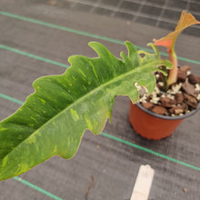 Load image into Gallery viewer, #16 Philodendron Ring of Fire - Extremely well rooted