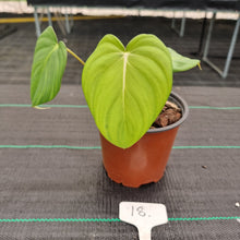 Load image into Gallery viewer, #18 Philodendron Dean McDowell - Rooted/Shot cutting