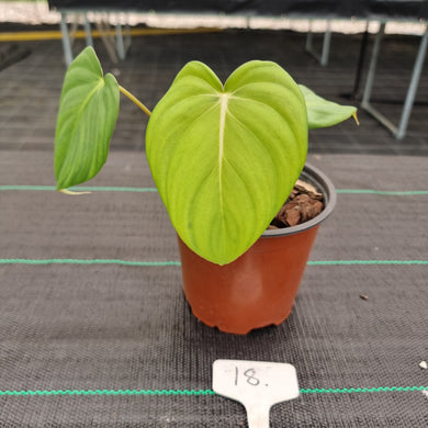 #18 Philodendron Dean McDowell - Rooted/Shot cutting