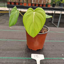 Load image into Gallery viewer, #18 Philodendron Dean McDowell - Rooted/Shot cutting