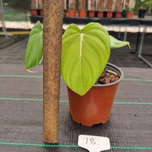 Load image into Gallery viewer, #18 Philodendron Dean McDowell - Rooted/Shot cutting