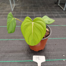 Load image into Gallery viewer, #18 Philodendron Dean McDowell - Rooted/Shot cutting