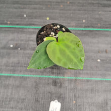 Load image into Gallery viewer, #41 Anthurium Papillilaminum Hybrid x Dark NOID - (Complex hybrid)
