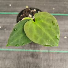 Load image into Gallery viewer, #41 Anthurium Papillilaminum Hybrid x Dark NOID - (Complex hybrid)