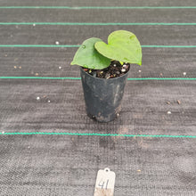 Load image into Gallery viewer, #41 Anthurium Papillilaminum Hybrid x Dark NOID - (Complex hybrid)