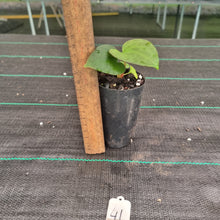 Load image into Gallery viewer, #41 Anthurium Papillilaminum Hybrid x Dark NOID - (Complex hybrid)