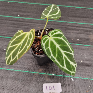 #101 Dark Anthurium Crystallinum x