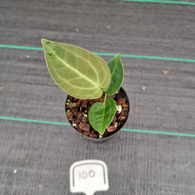 #100 Dark Anthurium Complex hybrid