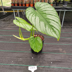 #507 Philodendron Silver Cloud