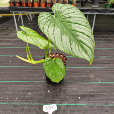 #507 Philodendron Silver Cloud