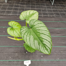 Load image into Gallery viewer, #507 Philodendron Silver Cloud