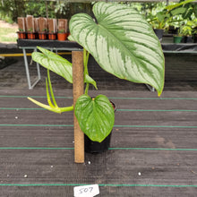 Load image into Gallery viewer, #507 Philodendron Silver Cloud
