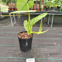 Load image into Gallery viewer, #507 Philodendron Silver Cloud