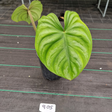 #905 Philodendron Plowmanii - Round Form