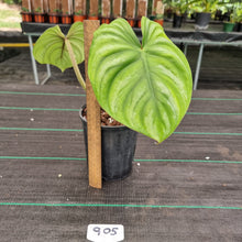 Load image into Gallery viewer, #905 Philodendron Plowmanii - Round Form